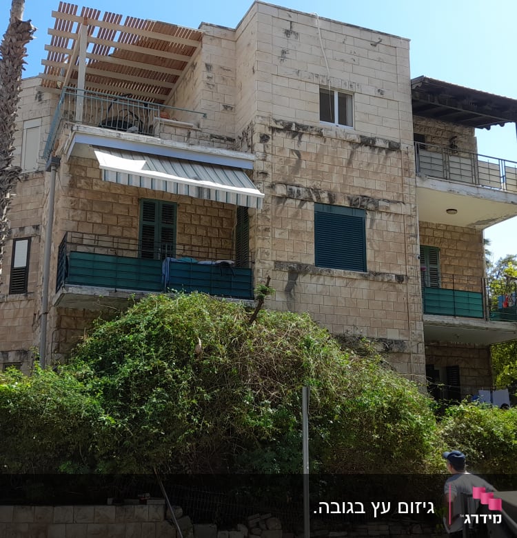 אדם ליד סולם וגדר חיה, גיזום שיחים